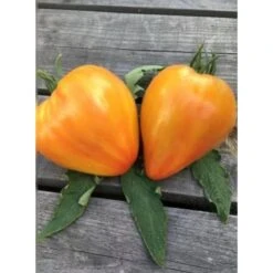Stabtomate Striped Oxheart - BIO-Tomatensorte Samenfest