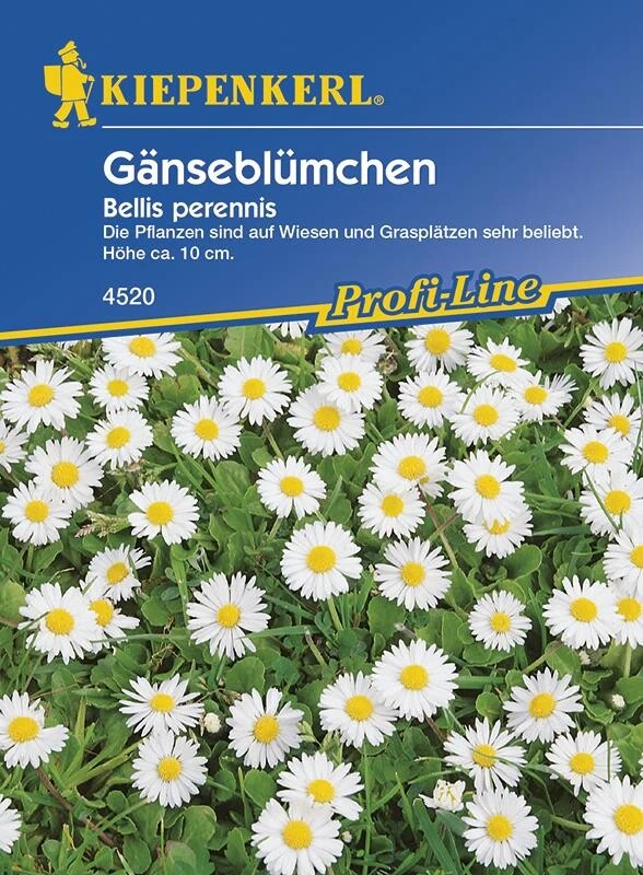 Bellis Perennis Wiesengänseblümchen 4 Bellis Perennis Wiesengänseblümchen – Bild 2