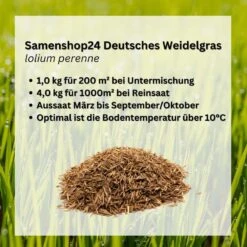 Samenshop24® Deutsches Weidelgras (lolium Perenne) | 1kg Für 250 M² | Bringt Höchste Erträge -SaatWelt Verkäufe deutsches weidelgras 52
