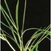 Samenshop24® Deutsches Weidelgras (lolium Perenne) | 1kg Für 250 M² | Bringt Höchste Erträge -SaatWelt Verkäufe deutsches weidelgras 53