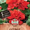 Geranie Madeira, Rot Mit Langer Blütezeit 2 Geranie Madeira, Rot Mit Langer Blütezeit -SaatWelt Verkäufe geranie madeira rot