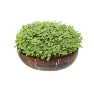 Grow-Grow Nut, Starterpaket, 1x Kokosnuss-Schale + 3x Bio-Saatgut (Brokkoli, Radieschen & Rucola) + 3x Kokoserde-Ziegel 7 Grow-Grow Nut, Starterpaket, 1x Kokosnuss-Schale + 3x Bio-Saatgut (Brokkoli, Radieschen & Rucola) + 3x Kokoserde-Ziegel – Bild 5