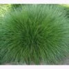 Samenshop24® Horstrotschwingel Festuca Rubra Commutata 1kg -SaatWelt Verkäufe horstrotschwingel festuca rubra commutata3