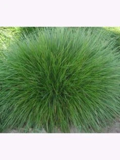 Samenshop24® Horstrotschwingel Festuca Rubra Commutata 1kg
