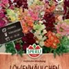 Löwenmäulchen Halbhohe Mischung, Nektarspender, Kübelgeeignete Schnittblume, Sperli