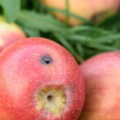 Titelseite -SaatWelt Verkäufe madex 100 ml2