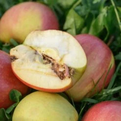 Madex® Apfelwicklerfrei | 100 Ml -SaatWelt Verkäufe madex 100 ml3