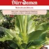 Musa Ensete Zierbanane Bananenbaum