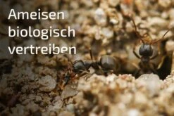NemaPlus Ameisenfrei Biologische Ameisenvertreibung Durch SF Nematoden 15 NemaPlus Ameisenfrei Biologische Ameisenvertreibung Durch SF Nematoden -SaatWelt Verkäufe nemaplus ameisenfrei biologische ameisenvertreibung durch sf nematoden2