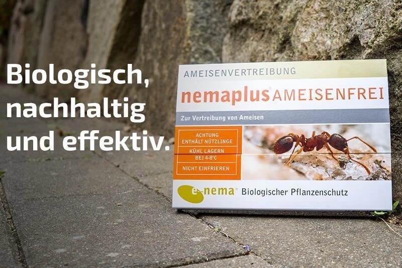 NemaPlus Ameisenfrei Biologische Ameisenvertreibung Durch SF Nematoden 3 NemaPlus Ameisenfrei Biologische Ameisenvertreibung Durch SF Nematoden