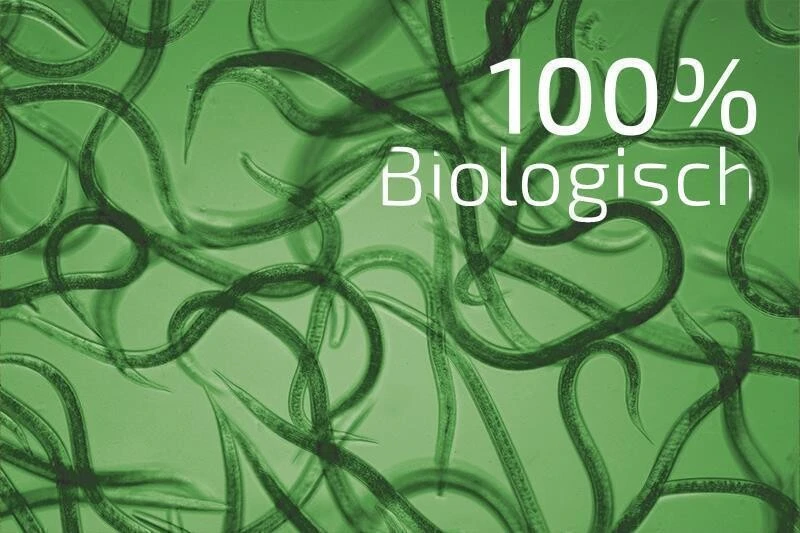 NemaPlus Ameisenfrei Biologische Ameisenvertreibung Durch SF Nematoden 6 NemaPlus Ameisenfrei Biologische Ameisenvertreibung Durch SF Nematoden – Bild 4