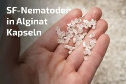 Nemaplus® Depot Präventive Trauermückenbekämpfung 9 Nemaplus® Depot Präventive Trauermückenbekämpfung -SaatWelt Verkäufe nemaplus depot praeventive trauermueckenbekaempfung2