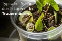 Nemaplus® Depot Präventive Trauermückenbekämpfung 11 Nemaplus® Depot Präventive Trauermückenbekämpfung -SaatWelt Verkäufe nemaplus depot praeventive trauermueckenbekaempfung5