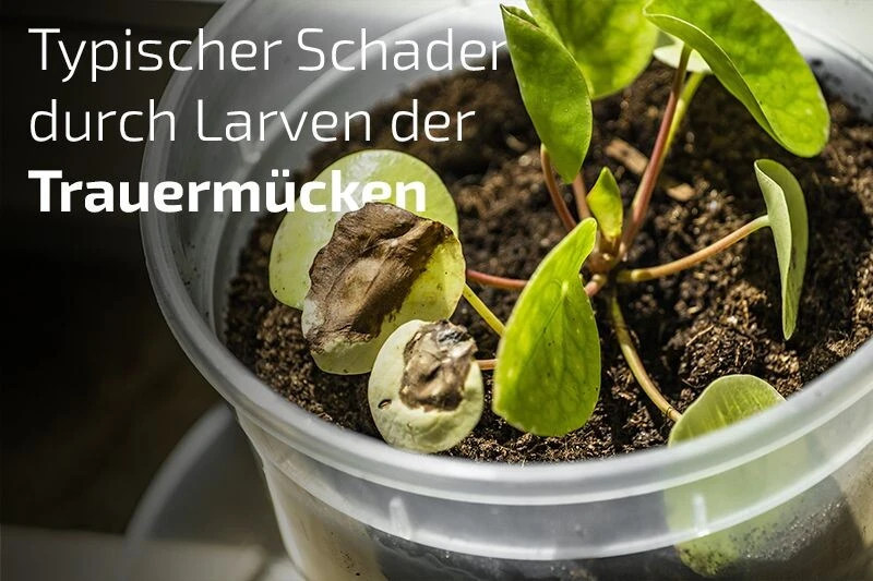 Nemaplus® Depot Präventive Trauermückenbekämpfung 7 Nemaplus® Depot Präventive Trauermückenbekämpfung – Bild 5