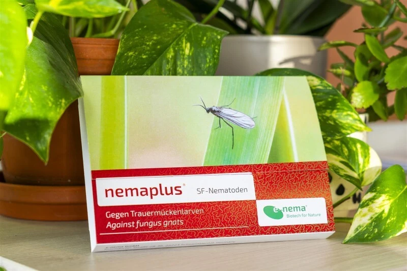 NemaPlus SF Nematoden Zur Bekämpfung Von Trauermücken 8 NemaPlus SF Nematoden Zur Bekämpfung Von Trauermücken – Bild 6