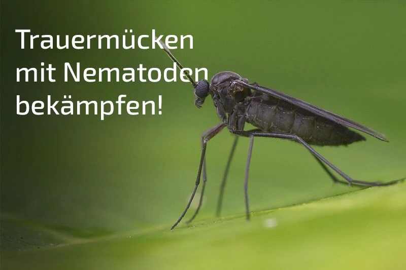 NemaPlus SF Nematoden Zur Bekämpfung Von Trauermücken 9 NemaPlus SF Nematoden Zur Bekämpfung Von Trauermücken – Bild 7