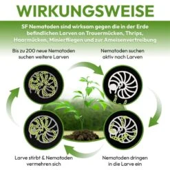 NemaTaurus® SF Nematoden | 1 - 1000 Mio Für 2 - 2000 M² | Gegen Trauermücken, Haarücken Und Trhipslarven In Der Erde 12 NemaTaurus® SF Nematoden | 1 - 1000 Mio Für 2 - 2000 M² | Gegen Trauermücken, Haarücken Und Trhipslarven In Der Erde -SaatWelt Verkäufe nemataurus sf nematoden 1 1000 mio fuer 2 2000 m gegen trauermuecken und zur ameisenvertreibung2