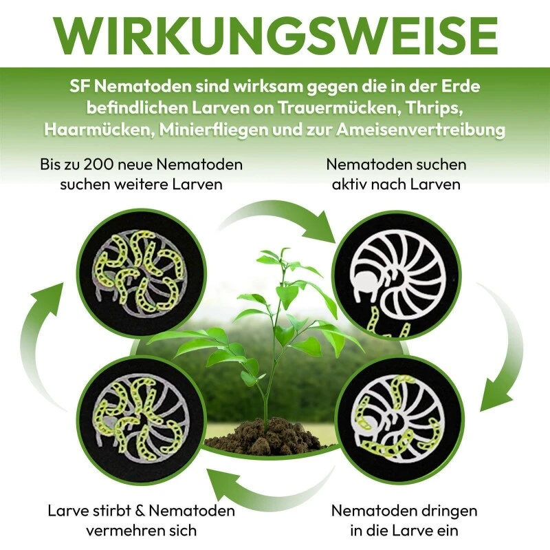 NemaTaurus® SF Nematoden | 1 - 1000 Mio Für 2 - 2000 M² | Gegen Trauermücken, Haarücken Und Trhipslarven In Der Erde 6 NemaTaurus® SF Nematoden | 1 - 1000 Mio Für 2 - 2000 M² | Gegen Trauermücken, Haarücken Und Trhipslarven In Der Erde – Bild 4
