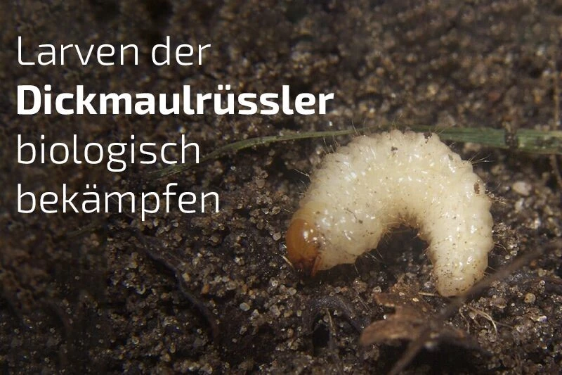 NemaTop HB Nematoden Zur Bekämpfung Des Dickmaulrüsslers 3 NemaTop HB Nematoden Zur Bekämpfung Des Dickmaulrüsslers