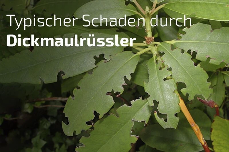 NemaTop HB Nematoden Zur Bekämpfung Des Dickmaulrüsslers 6 NemaTop HB Nematoden Zur Bekämpfung Des Dickmaulrüsslers – Bild 4