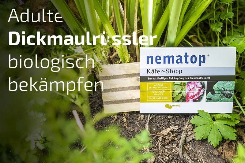 NemaTop Käferstopp Fangbrett Für Adulte Dickmaulrüssler 5 NemaTop Käferstopp Fangbrett Für Adulte Dickmaulrüssler – Bild 3