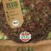 Pflücksalat Rot BIO -SaatWelt Verkäufe pfluecksalat rot bio