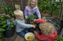 PotatoPot Kartoffel-Pflanztopf, 1 Topf Inkl. Einsatz