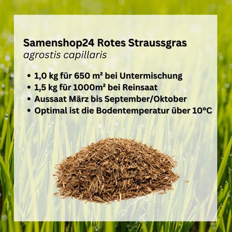 Samenshop24® Rotes Straussgras Agrostis Cappilaris Feinblättrig 1kg 4 Samenshop24® Rotes Straussgras Agrostis Cappilaris Feinblättrig 1kg – Bild 2