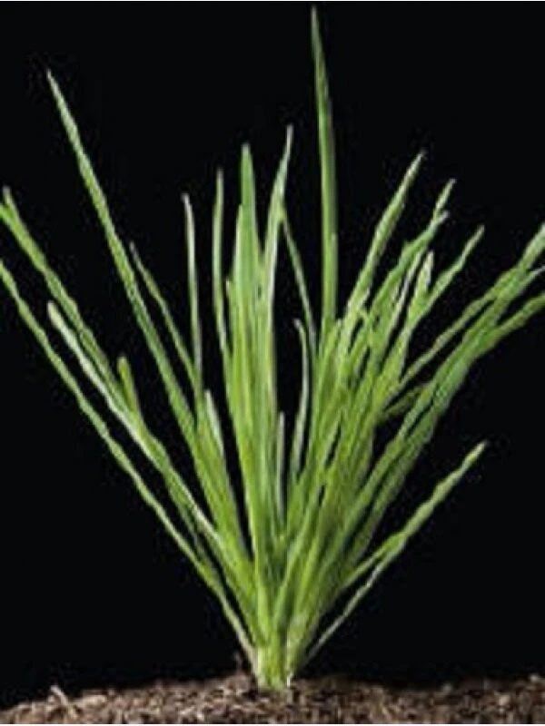 Samenshop24® Rotes Straussgras Agrostis Cappilaris Feinblättrig 1kg 5 Samenshop24® Rotes Straussgras Agrostis Cappilaris Feinblättrig 1kg – Bild 3