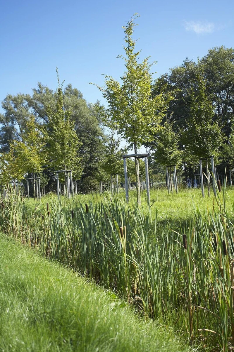 RSM-Rasensamen 7.3.1 Landschaftsrasen Feuchtlagen 10kg 3 RSM-Rasensamen 7.3.1 Landschaftsrasen Feuchtlagen 10kg