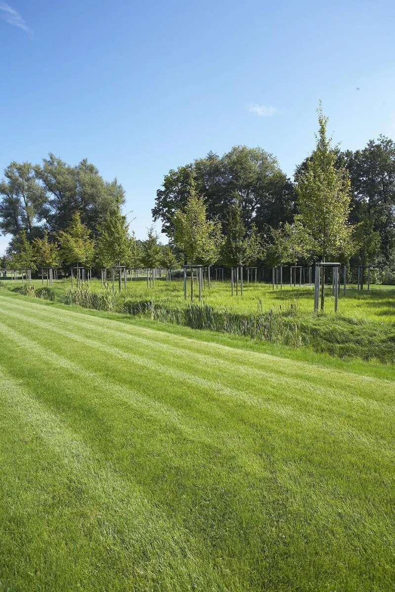 Samenshop24® RSM-Rasensamen 2.3 Gebrauchsrasen Spielrasen 1kg Für 40qm 5 Samenshop24® RSM-Rasensamen 2.3 Gebrauchsrasen Spielrasen 1kg Für 40qm – Bild 3