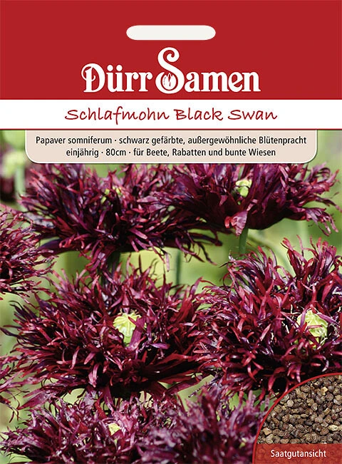Schlafmohn Black Swan 3 Schlafmohn Black Swan