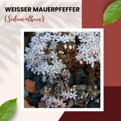 Weißer Mauerpfeffer Sedum Album Wildform Bodendecker Für Steingärten Heidegärten Und Dachbegrünung -SaatWelt Verkäufe sedum album portion 13