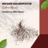 Weißer Mauerpfeffer Sedum Album Wildform Bodendecker Für Steingärten Heidegärten Und Dachbegrünung -SaatWelt Verkäufe sedum album portion 14