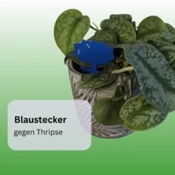 NemaTaurus® SF-Nematoden 1-25 Mio + 5 Blaustecker, Kombipackung Gegen Thripse, Trauermücken Uvm.
