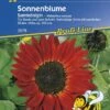 Sonnenblume Samtkönigin, Für Beete Und Zum Schnitt, Vielfältige Sorte Mit Samtroten Blüten 2 Sonnenblume Samtkönigin, Für Beete Und Zum Schnitt, Vielfältige Sorte Mit Samtroten Blüten -SaatWelt Verkäufe sonnenblume samtkoenigin 1
