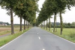 Strassenbegleitgrün DSV 82010kg