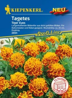 Studentenblume Tiger Eyes, Langanhaltender Blütenflor Aus Dicht Gefüllten Blüten, Für Kästen Und Kübel Geeignet