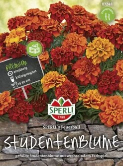 Tagetes Sperli's Feuerball Studentenblume