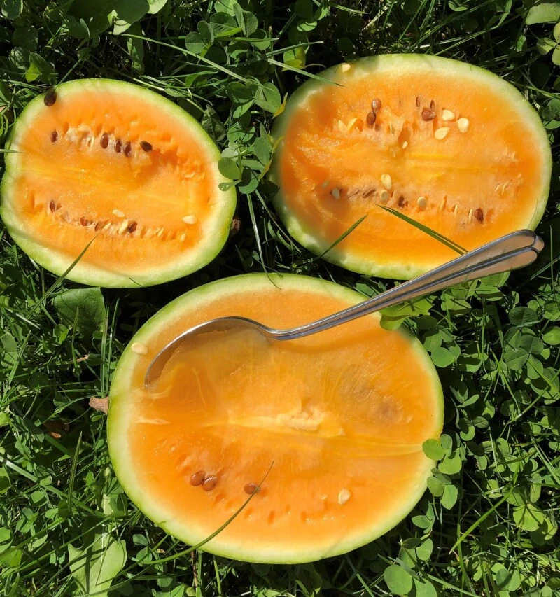 Wassermelone Solopoly M12 Freiland Geeignet 4 Wassermelone Solopoly M12 Freiland Geeignet – Bild 2