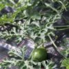 Wassermelone Solopoly M12 Freiland Geeignet