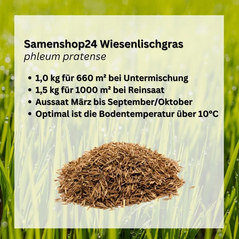 Samenshop24® Wiesenlieschgras Phleum Pratense | 1 Kg Für Ca. 660 M² | Ausdauerndes Ganzjähriges Gras 3 Samenshop24® Wiesenlieschgras Phleum Pratense | 1 Kg Für Ca. 660 M² | Ausdauerndes Ganzjähriges Gras