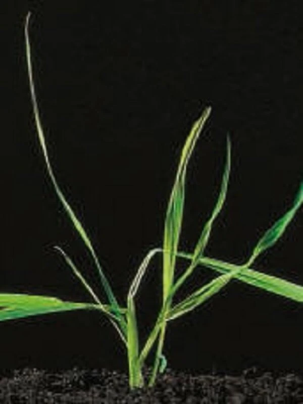 Samenshop24® Wiesenlieschgras Phleum Pratense | 1 Kg Für Ca. 660 M² | Ausdauerndes Ganzjähriges Gras 4 Samenshop24® Wiesenlieschgras Phleum Pratense | 1 Kg Für Ca. 660 M² | Ausdauerndes Ganzjähriges Gras – Bild 2