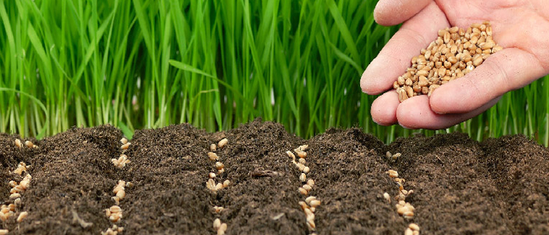 Titelseite -SaatWelt Verkäufe banner874